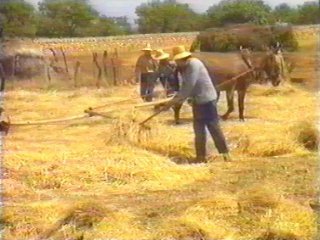 CAMPO - (96)